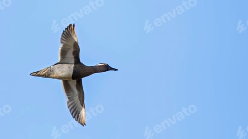 Preview: Wild Duck . Wild Duck in Flight Against the Sky.