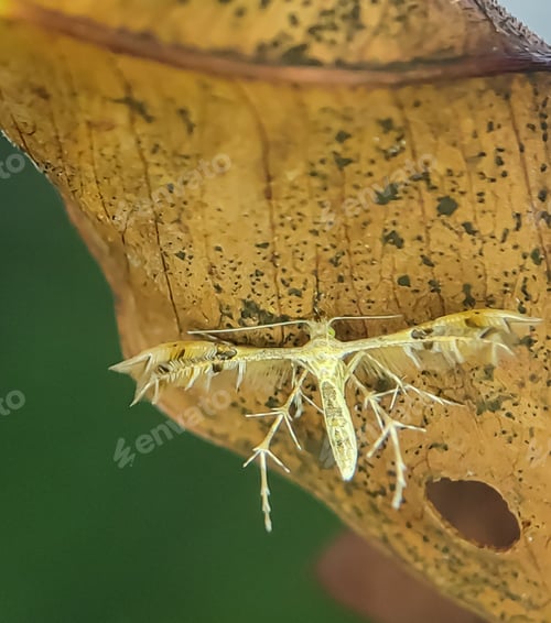 Preview: Pterophoridae on a leaf.