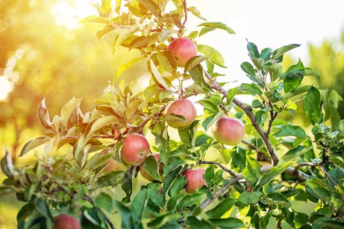 Preview: red apples on a tree in the garden. Apple harvest.