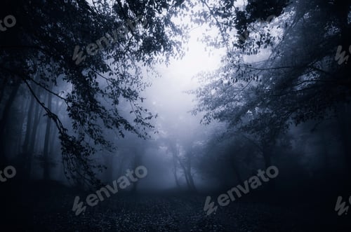 Preview: Dark haunted Halloween forest at night