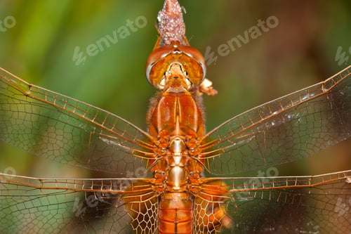 Preview: Dragonfly ( sympetrum sp )