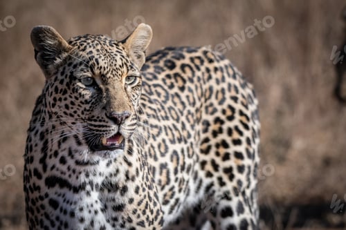 Preview: A leopard, Panthera pardus, stands in the sun, looking out of frame