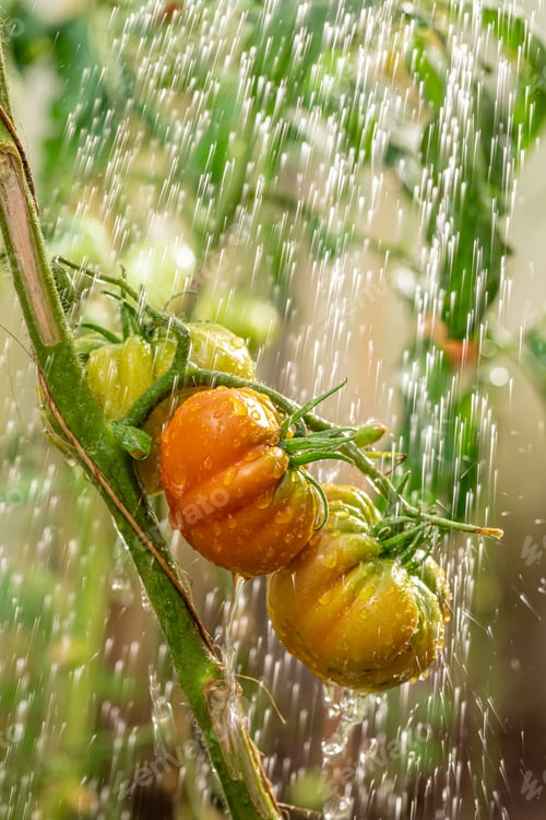 Preview: Ecological tomatoes grown in the bio farm.