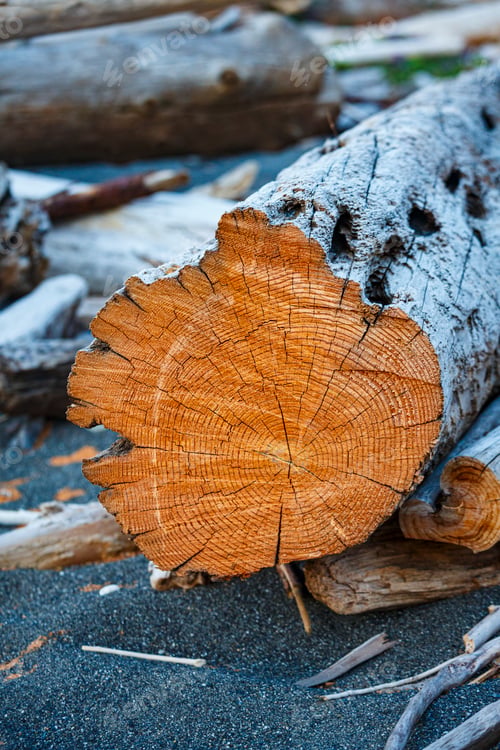 Preview: Freshly cut alder tree, cross section of the trunk showing the rings and cracks of the wood.