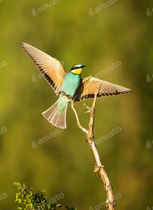 Preview: Colorful european bee-eater sitting down sunlit by morning sun rays in summer