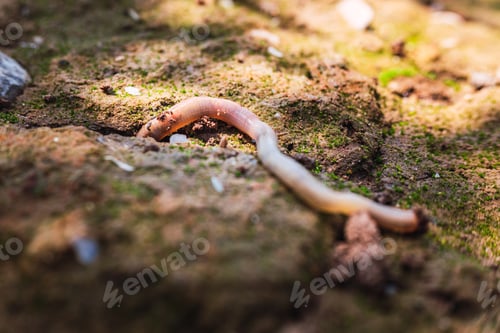 Preview: Wet earthworm digging in a dirt orchard.