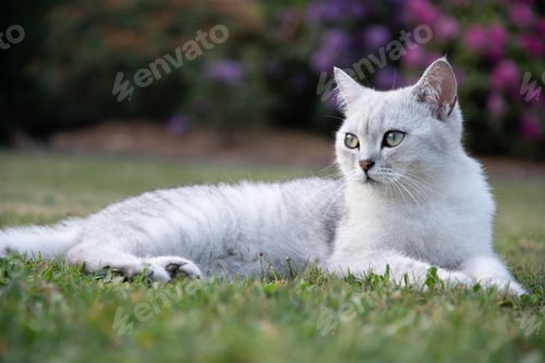 Preview: beautiful light gray scottish kitten lies peacefully on green lawn and looks up to the sky,peaceful