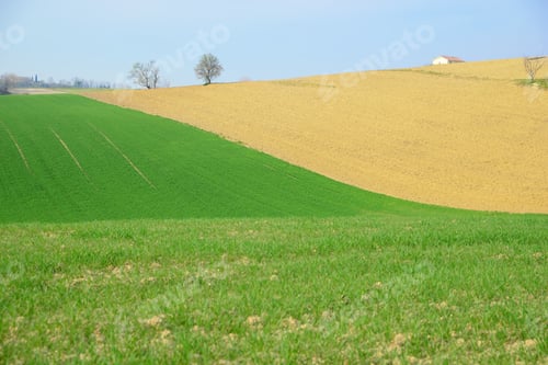 Preview: Picturesque landscape with beautiful green agricultural field on sunny day