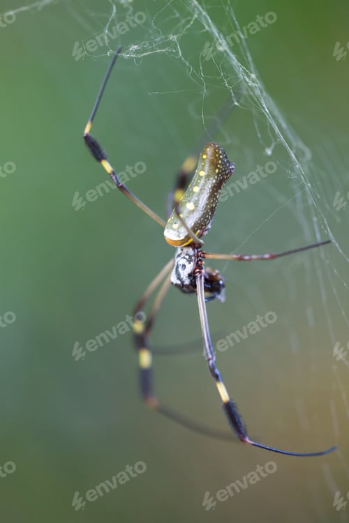 Preview: Golden Orb Spider