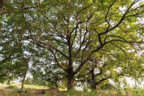 Preview: Oak tree, Cerro. Quercus cerris Cerro