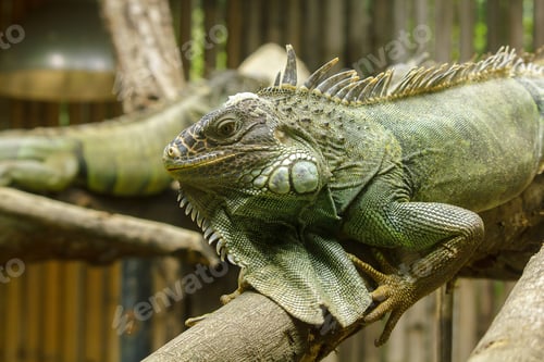 Preview: iguana on the branches