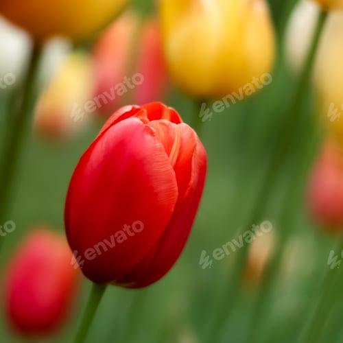 Preview: Tulip flower for the holiday