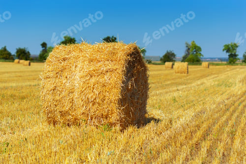 Preview: Golden hay bales in countryside