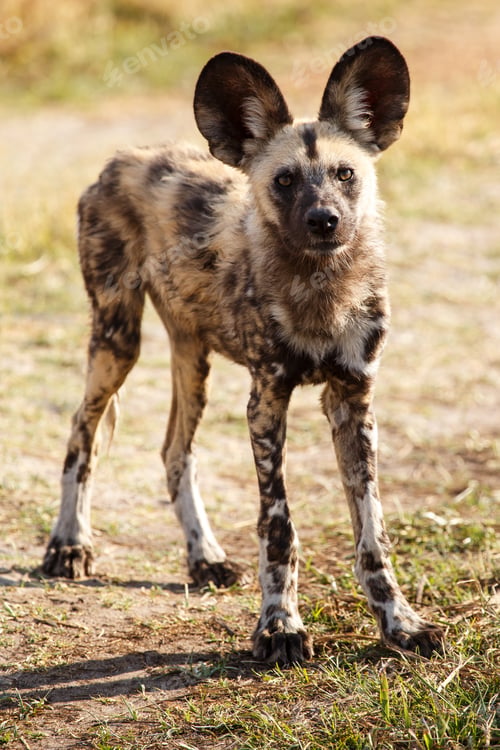 Preview: Wild Dog - Okavango Delta - Moremi N.P.