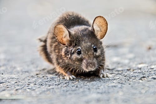 Preview: Selective focus shot of a cute rat looking for trouble