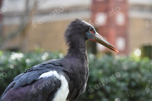 Preview: Black stork close-up