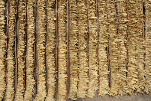 Preview: tobacco leaf