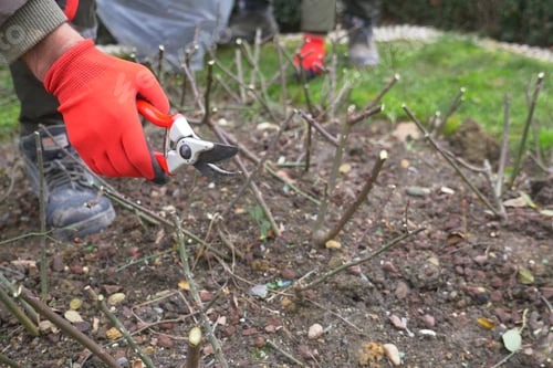 Preview: Taking Care of Young Plants by Pruning Them in Your Garden for Optimal and Healthy Growth