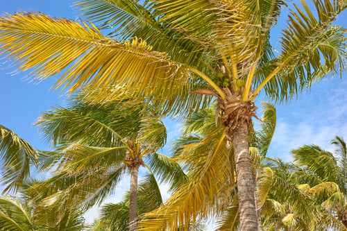Preview: Coconut palm trees against the sky, Yucatan Peninsula, Mexico.