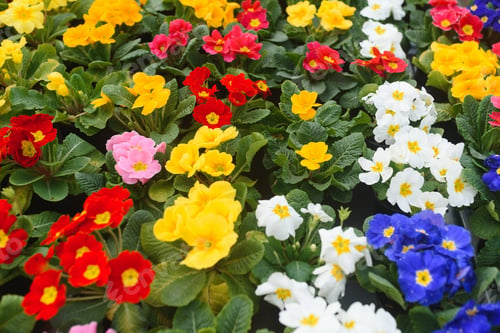 Preview: Colorful background from garden of flowers and berries, top view.