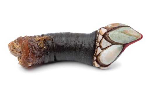 Preview: Single fresh raw goose barnacles on white background close up