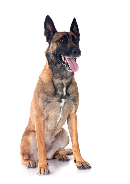 Preview: malinois in studio