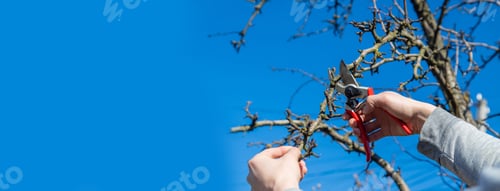 Preview: pruning branches with pruning shears. Selective focus