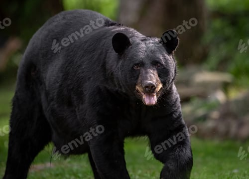 Preview: Black Bear Portrait