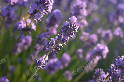 Preview: Lavender in flower, selective focus