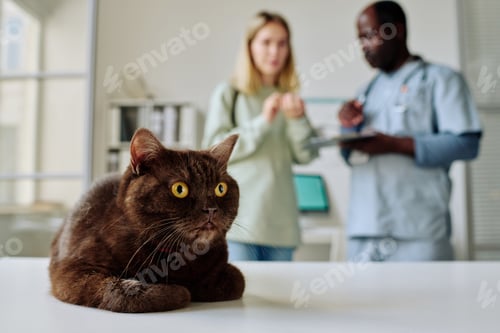 Preview: Domestic cat at vet clinic