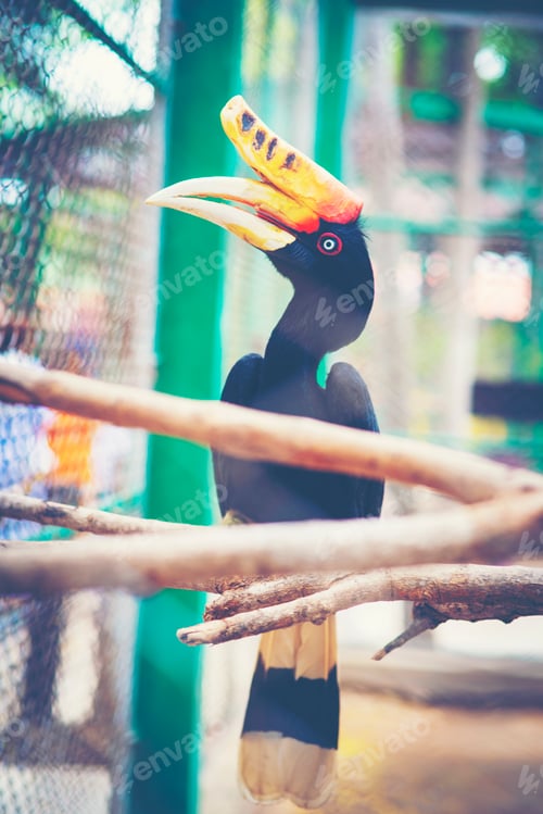 Preview: Rhinoceros Hornbill in cage