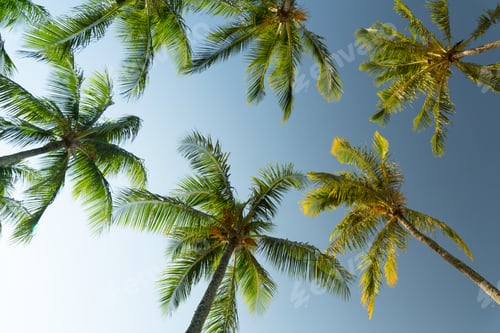 Preview: Sunny sky with palm trees
