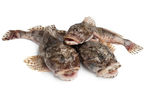 Preview: Fresh raw sea cottids