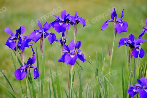 Preview: #flowersphotography #flowersphoto #flowerstalking #flowerday #flowersday #flowerslove #flowerloves