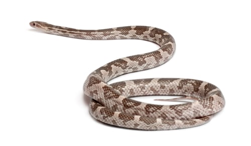 Preview: Lavender Corn Snake or Red Rat Snake, Pantherophis guttatus, in front of white background