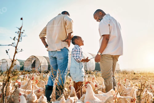 Preview: Tablet, gay couple and chicken with black family on farm for agriculture, environment and bonding.