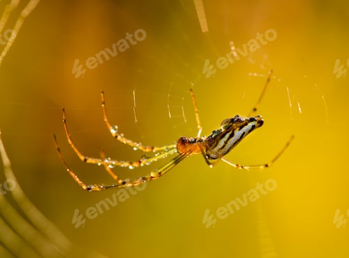 Preview: Spider on the web in moring