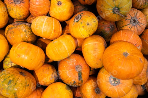 Preview: Bunch of deep yellow pumpkins at food market. Good for soup or baking. For background or food