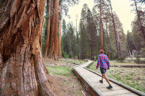Preview: Sequoia