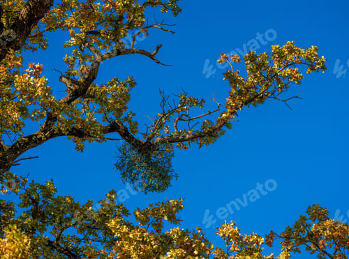 Preview: Golden autumn leaves against blue sky