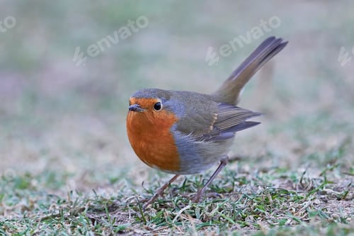 Preview: European robin (Erithacus rubecula)