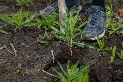 Preview: Digging up the weed sow thistle in the garden. Selective focus.