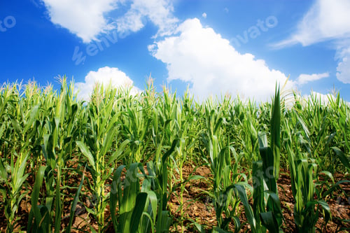 Preview: Corn field with blue sky