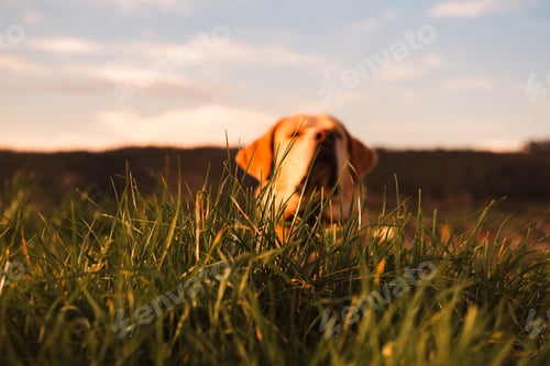 Preview: Dog between field and blue sky