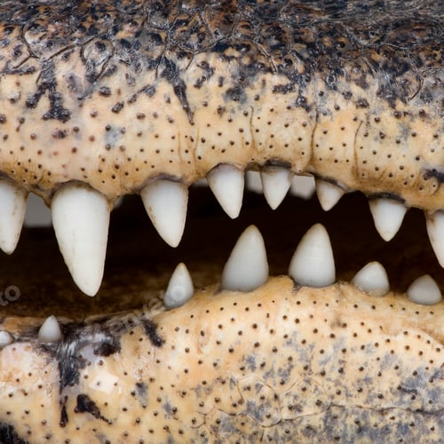 Preview: American Alligator (30 years) - Alligator mississippiensis