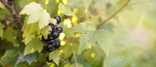 Preview: ripe blackcurrant on a branch in the garden.