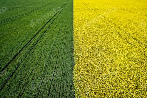 Preview: Beautiful agricultural half green half yellow grass field shot with a drone