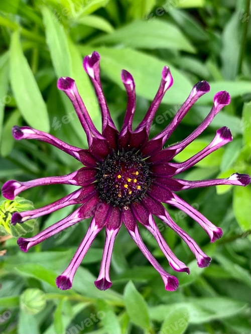 Preview: Close up of shrubby daisybush African daisies purple flower in bloom. Osteospermum whirligig