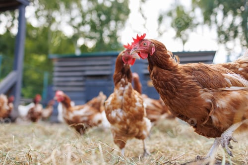 Preview: Brown hen pecking at feed in sunny farm yard, free range chickens on eco farm