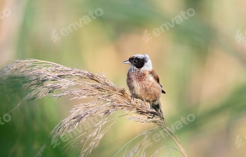 Preview: Eurasian penduline tit, Remiz pendulinus. A male bird sitting on a reed, beautiful background